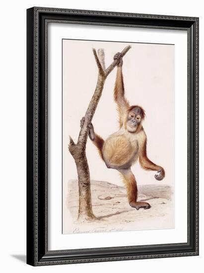 Orangutan, 1836-Edouard Travies-Framed Giclee Print