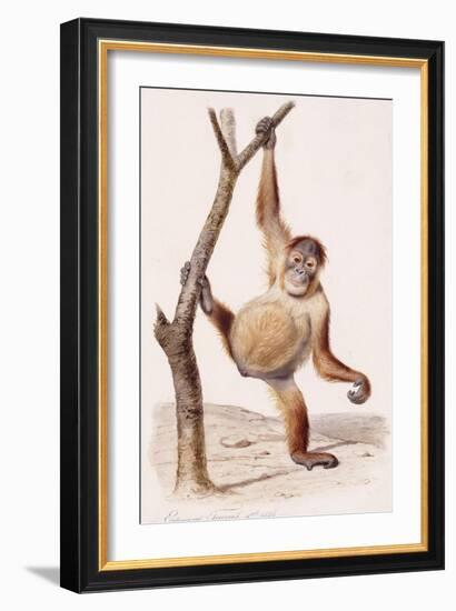 Orangutan, 1836-Edouard Travies-Framed Giclee Print