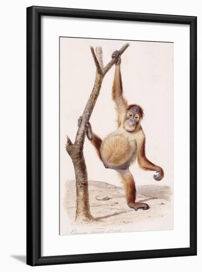 Orangutan, 1836-Edouard Travies-Framed Giclee Print