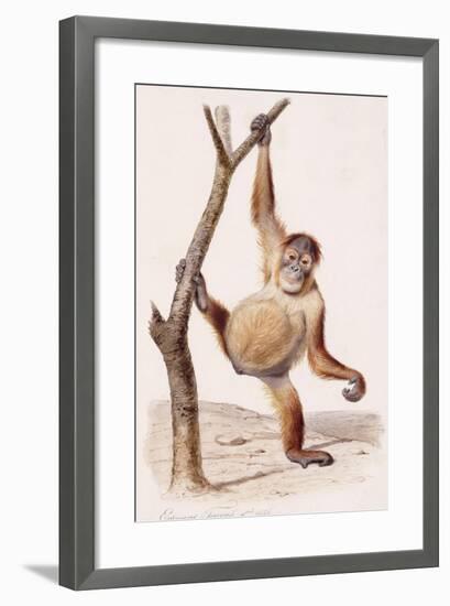 Orangutan, 1836-Edouard Travies-Framed Giclee Print