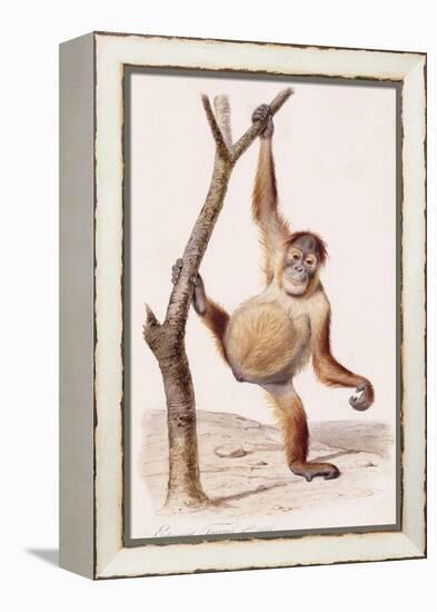 Orangutan, 1836-Edouard Travies-Framed Premier Image Canvas