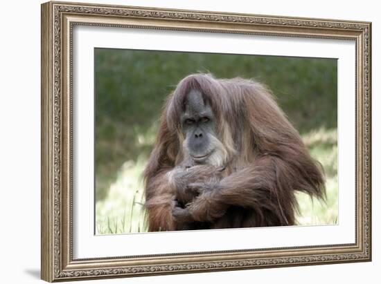 Orangutan Adult-Lantern Press-Framed Art Print