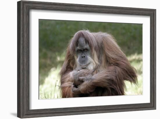 Orangutan Adult-Lantern Press-Framed Art Print