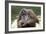 Orangutan Adult-Lantern Press-Framed Art Print