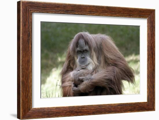 Orangutan Adult-Lantern Press-Framed Art Print