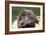 Orangutan Adult-Lantern Press-Framed Art Print