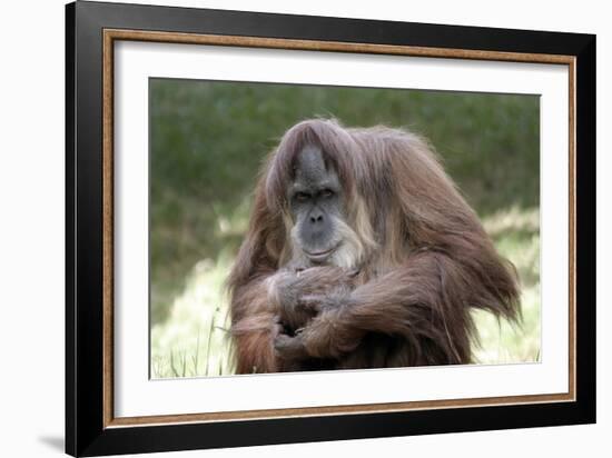 Orangutan Adult-Lantern Press-Framed Art Print