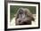 Orangutan Adult-Lantern Press-Framed Art Print