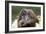 Orangutan Adult-Lantern Press-Framed Art Print