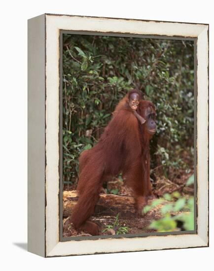 Orangutan and Baby in the Forest-DLILLC-Framed Premier Image Canvas