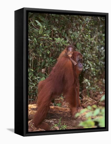 Orangutan and Baby in the Forest-DLILLC-Framed Premier Image Canvas