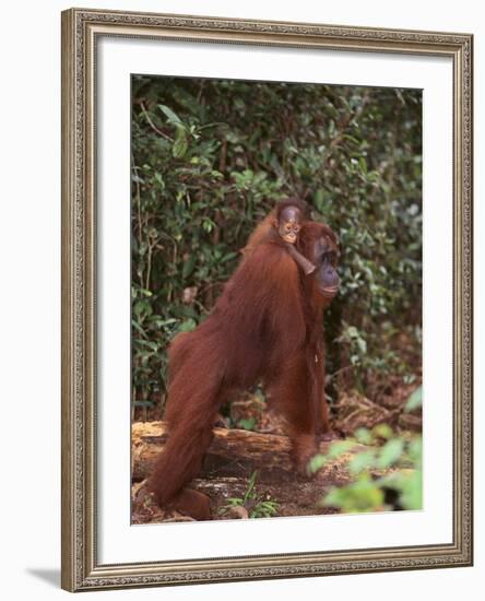 Orangutan and Baby in the Forest-DLILLC-Framed Photographic Print