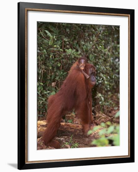 Orangutan and Baby in the Forest-DLILLC-Framed Photographic Print