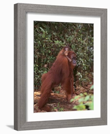 Orangutan and Baby in the Forest-DLILLC-Framed Photographic Print