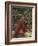 Orangutan and Baby in the Forest-DLILLC-Framed Photographic Print