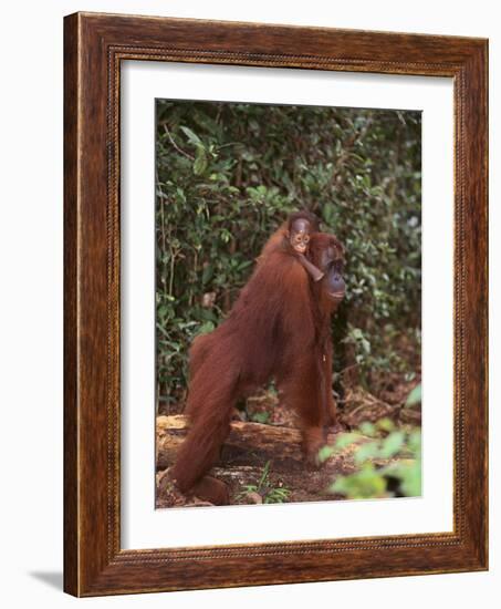 Orangutan and Baby in the Forest-DLILLC-Framed Photographic Print