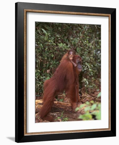 Orangutan and Baby in the Forest-DLILLC-Framed Photographic Print