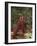 Orangutan and Baby in the Forest-DLILLC-Framed Photographic Print