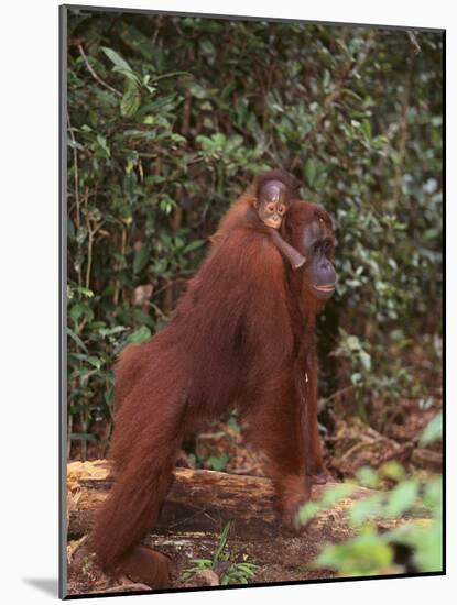 Orangutan and Baby in the Forest-DLILLC-Mounted Photographic Print