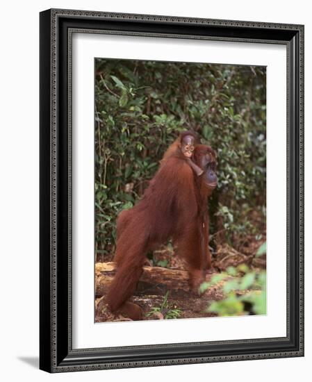 Orangutan and Baby in the Forest-DLILLC-Framed Photographic Print