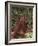 Orangutan and Baby in the Forest-DLILLC-Framed Photographic Print