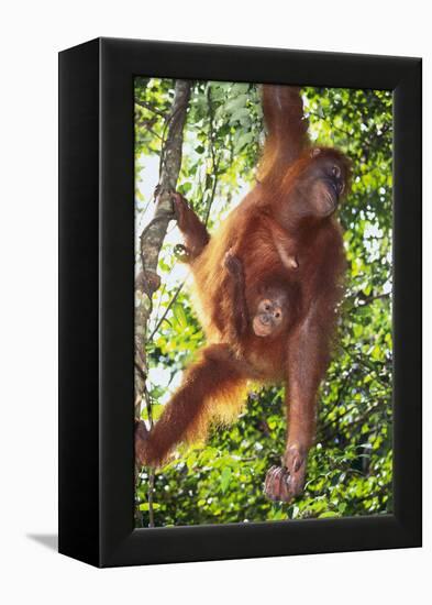 Orangutan and Baby Swinging in the Trees-DLILLC-Framed Premier Image Canvas