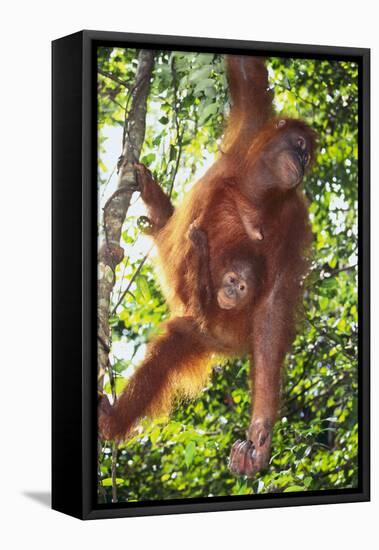 Orangutan and Baby Swinging in the Trees-DLILLC-Framed Premier Image Canvas