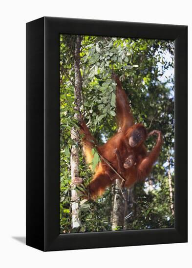 Orangutan and Baby Swinging in the Trees-DLILLC-Framed Premier Image Canvas