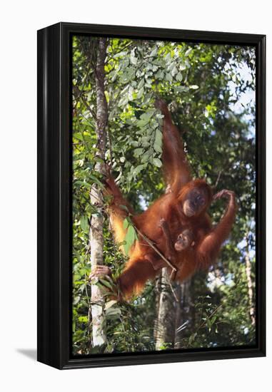 Orangutan and Baby Swinging in the Trees-DLILLC-Framed Premier Image Canvas