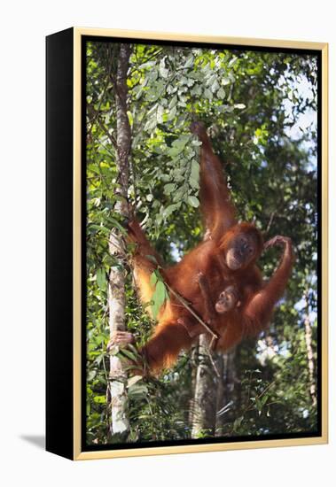 Orangutan and Baby Swinging in the Trees-DLILLC-Framed Premier Image Canvas