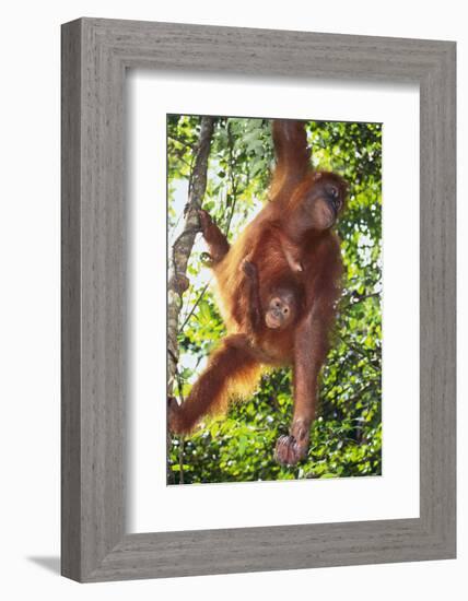 Orangutan and Baby Swinging in the Trees-DLILLC-Framed Photographic Print