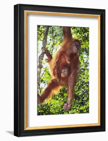 Orangutan and Baby Swinging in the Trees-DLILLC-Framed Photographic Print