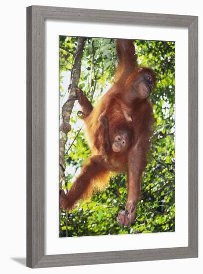 Orangutan and Baby Swinging in the Trees-DLILLC-Framed Photographic Print