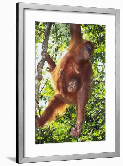Orangutan and Baby Swinging in the Trees-DLILLC-Framed Photographic Print