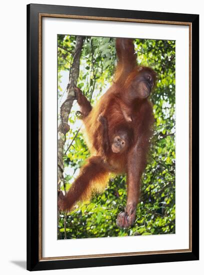 Orangutan and Baby Swinging in the Trees-DLILLC-Framed Photographic Print