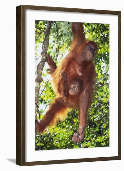 Orangutan and Baby Swinging in the Trees-DLILLC-Framed Photographic Print