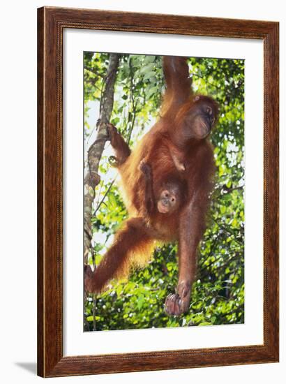 Orangutan and Baby Swinging in the Trees-DLILLC-Framed Photographic Print