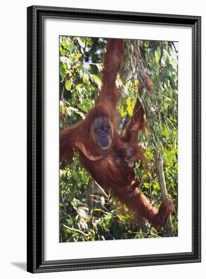 Orangutan and Baby Swinging in the Trees-DLILLC-Framed Photographic Print