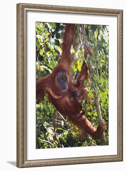 Orangutan and Baby Swinging in the Trees-DLILLC-Framed Photographic Print