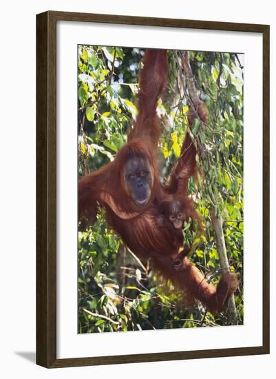 Orangutan and Baby Swinging in the Trees-DLILLC-Framed Photographic Print