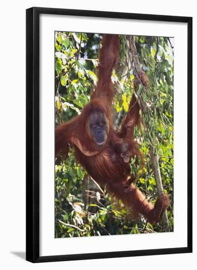 Orangutan and Baby Swinging in the Trees-DLILLC-Framed Photographic Print