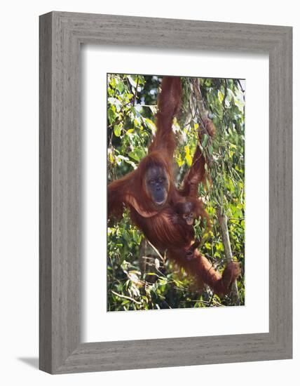 Orangutan and Baby Swinging in the Trees-DLILLC-Framed Photographic Print