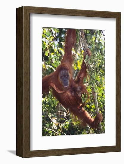 Orangutan and Baby Swinging in the Trees-DLILLC-Framed Photographic Print