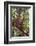 Orangutan and Baby Swinging in the Trees-DLILLC-Framed Photographic Print