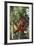 Orangutan and Baby Swinging in the Trees-DLILLC-Framed Photographic Print