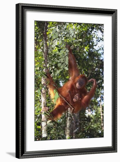 Orangutan and Baby Swinging in the Trees-DLILLC-Framed Photographic Print