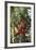 Orangutan and Baby Swinging in the Trees-DLILLC-Framed Photographic Print