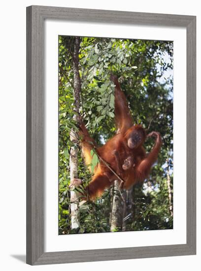 Orangutan and Baby Swinging in the Trees-DLILLC-Framed Photographic Print