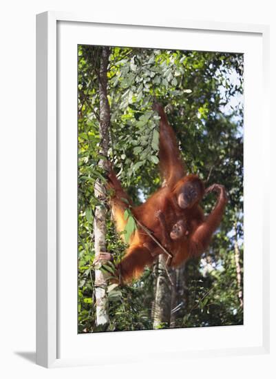 Orangutan and Baby Swinging in the Trees-DLILLC-Framed Photographic Print