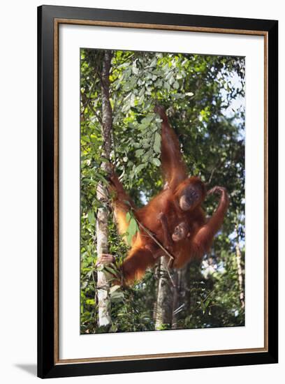 Orangutan and Baby Swinging in the Trees-DLILLC-Framed Photographic Print